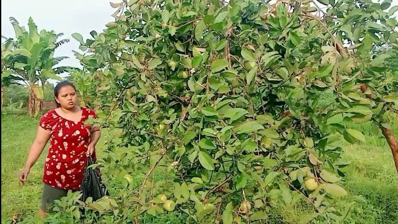 living in the village harvesting crystal guava for family meal preparation