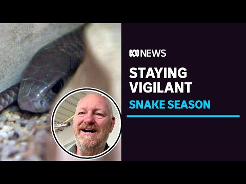 How to stop snakes hiding in your house this season | abc news