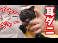 【保護猫】耳ダニもいた！洗浄で大絶叫してしまった子猫　初めての病院【後編】cleaning cat ears