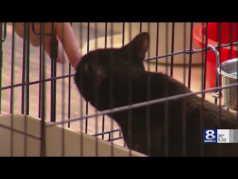 Video: California Bill Larangan Penjualan Anjing, Kucing, dan Kelinci Mill-dibesarkan di Toko Hewan Peliharaan