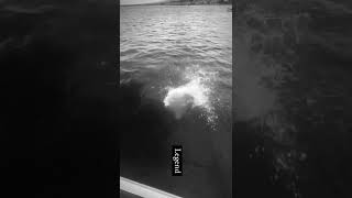 Rocco Ritchie Feet Information