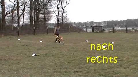 Kinnon - Rally Obedience Beginner 03.04.2016