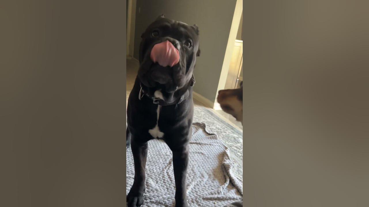 140-pound-cane-corso-with-his-new-teddy-youtube