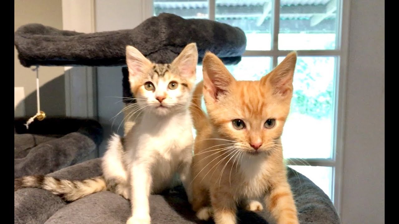 cats eating litter End Of Kitten Season Sadness & Happy The Kitten Gets His Freedom