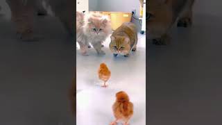 Reaction with baby chicks #catshorts #cat #pets  #cookiethecat