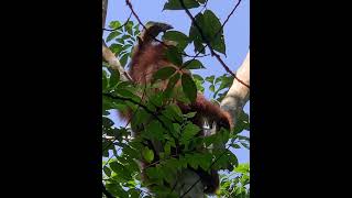 Jungle Trekking Orang Utan With Bukit Lawang Guide