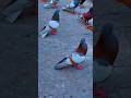 Kabootar Ki Video Pigeon Birds Kabootar Bazi Pigeon Shorts Short Youtubeshorts