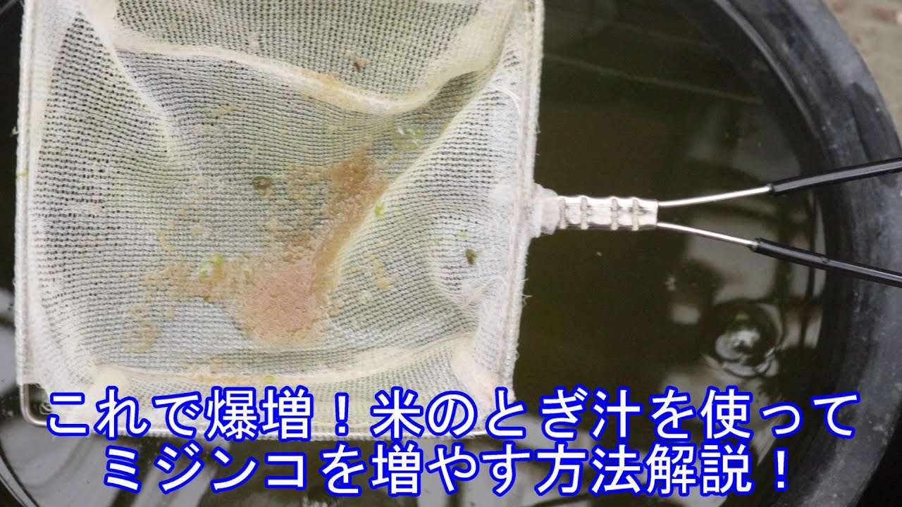 ０円培養！米のとぎ汁を使ったミジンコの増やし方解説！