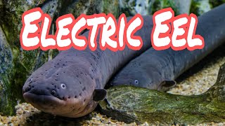 "Shocking Secrets: The Electric Eel Unveiled!"