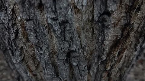 Bark Of Large Tree Stock Video