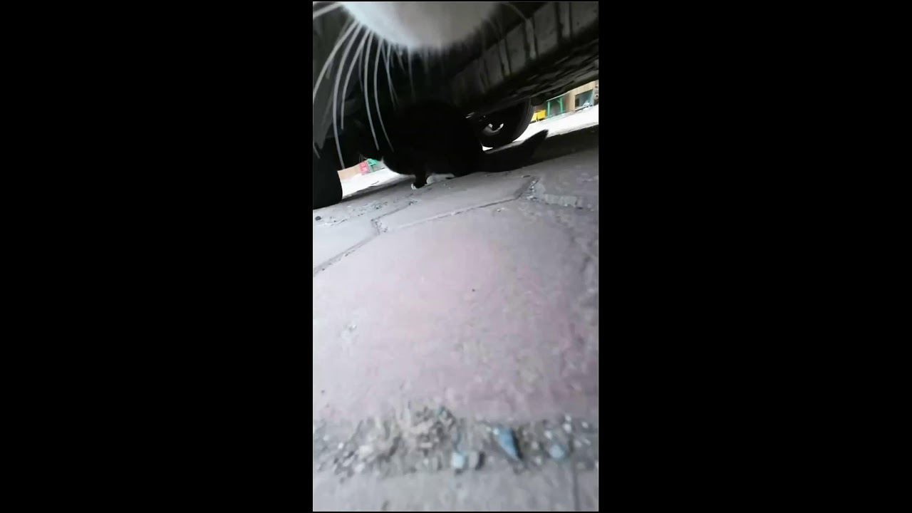 🐱 3. Simba Cat's Eye View: Immersive LIVE - 