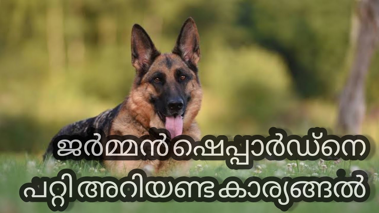 Pyli's German Shepherd Kennel German shepherd Full details Malayalam