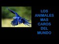 ¿CUÁLES SON LOS ANIMALES MAS CAROS DEL MUNDO? ¿Por qué son tan caros? Sigue mirando y lo sabrás.