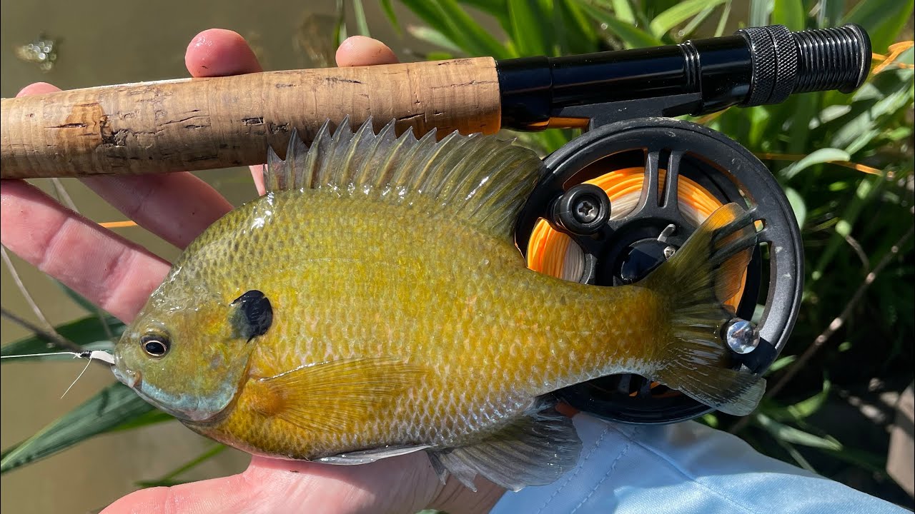 Fly Fishing for BIG BLUEGILL! (Panfish on the Fly Rod) 