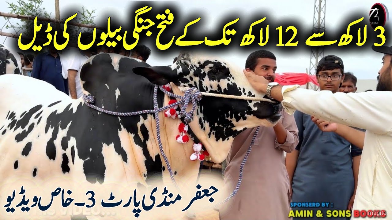 Джаффар Манди 2025, часть 3 — выгодная сделка в режиме реального времени в C9w Манди 2025 — после...