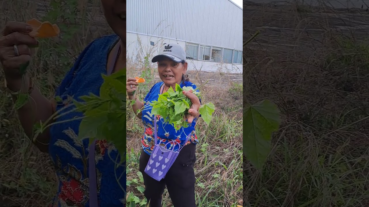 เก็บผักตำลึงริมรั้ว