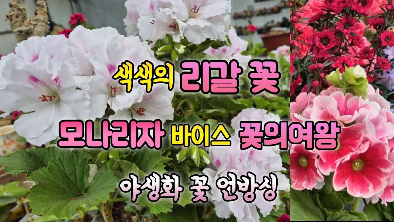 봄철 예쁜 색색의 # 리갈제라늄 #꽃의여왕#모나리자 바이스#야생화꽃#언방싱#꽃 구경하고 가세요#요즘2/3천원에 행복를 느껴보세요☘️☘️
