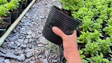 Cây giống cúc mâm xôi Hàn Tết 2025 chậu C6