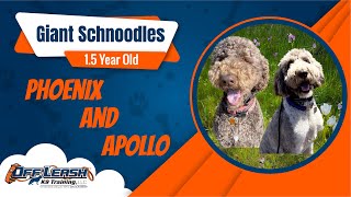 Best Giant Schnoodle Dog Training | Salinas | Phoenix & Apollo