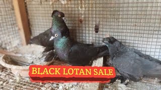 Black Colour,White Colour,Yellow Colour,Red Colour,Lotan Pigeon. SANJIVANI PIGEON. 100%Breeding Loft