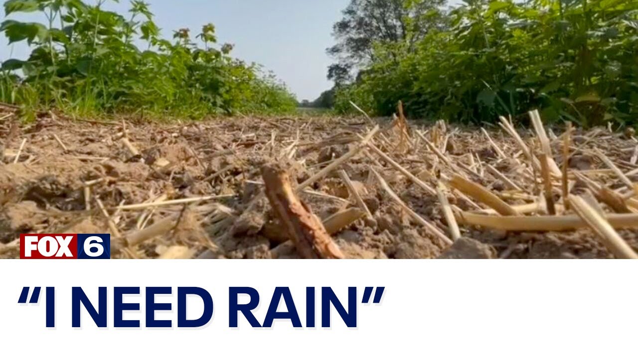 Wisconsin drought, Jackson raspberry farmer struggles: 'I need water' | FOX6 News Milwaukee