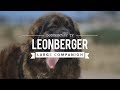 ALL ABOUT LEONBERGER, THE LION DOG の動画、YouTube動画。