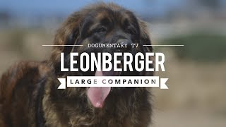 ALL ABOUT LEONBERGER, THE LION DOG