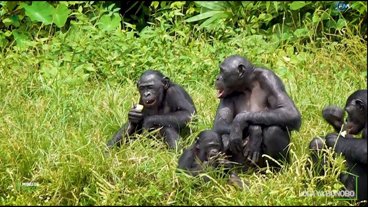 MINUTE ECOLO : LOLA YA BONOBO