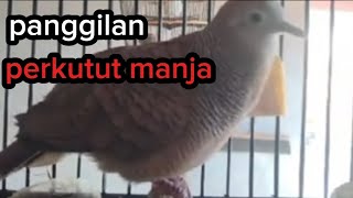 PANGGILAN BURUNG PERKUTUT MANJA @pheno_shoetrisno #perkutut #kutut #burungperkutut #perkututgacor 
