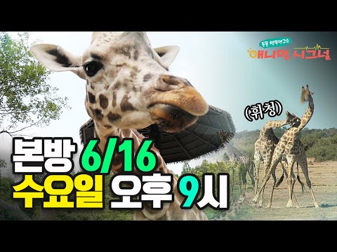 [예고] &amp;#<strong>39</strong>;기린은 왜 목이 길까?&amp;#<strong>39</strong>; 한 번쯤 궁금했던 질문! (본방6/16 수 밤 9시) [<strong>애니멀</strong> 시그널] 16회 / YTN 사이언스