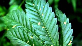 Spray Damage On Cannabis Leaves