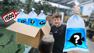 I BOUGHT A FISH MYSTERY BOX!