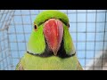 Good Morning parrot lover ❣️😚 4000 ghante watch time kaise badaye