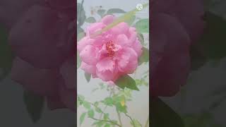 റസപപവൽ നനന തനചച തൻ നകരനന