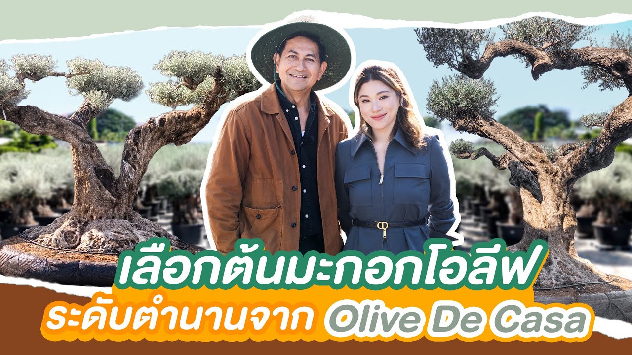 เลือกต้นมะกอกโอลีฟระดับตำนานจาก Olive De Casa
