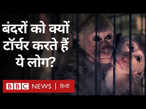 Monkey Torture Video: बंदरों को परेशान करने के लिए पैसे क्यों देते हैं कुछ लोग? (BBC Hindi)