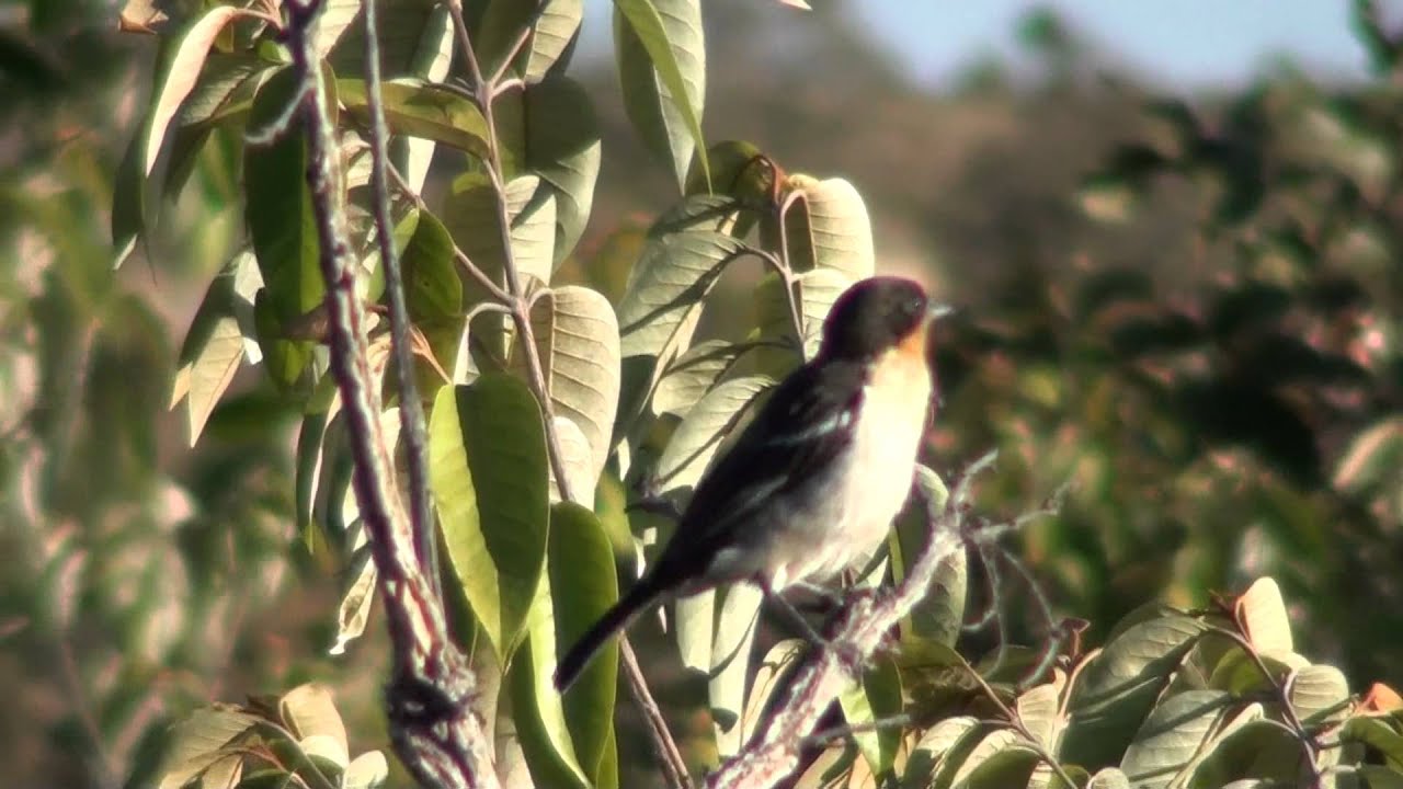 White-rumped Tanager