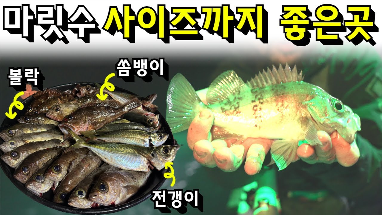 모듬회 한상 잡을수 있는곳 (전갱이낚시,볼락낚시,쏨뱅이,참돔,감성돔) - YouTube