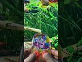 Super Cow Water Gamebot #gaming #squidgame #satisfyingvideo #satisfying #toys