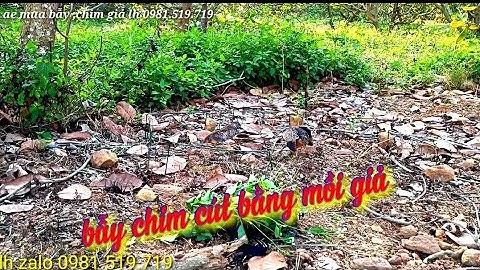 Bẫy chim cút bằng mồi giả và thòng hiệu quả