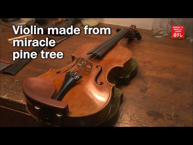 Violin made from miracle pine tree - YouTube