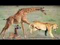 Mother Giraffe Did This To Save Her Calf From The Savage Attack Of Lions And Hyenas
