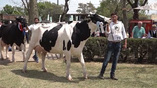 La importancia del cuidados de las vacas holando argentino. Cab. La Lilia