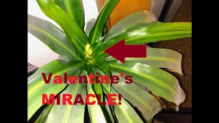 Cane Tree BLOOMS in Time for Valentines Day