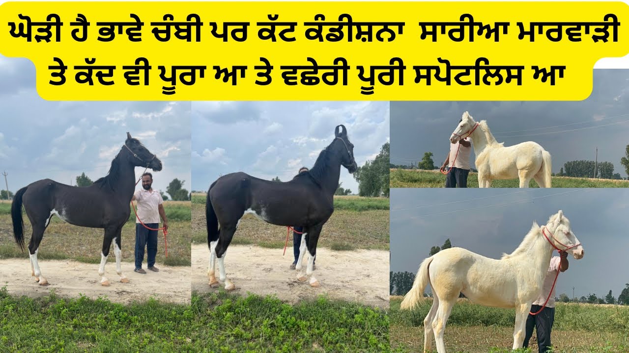 Mare for sale \filly for sale horselover horse horsesale 