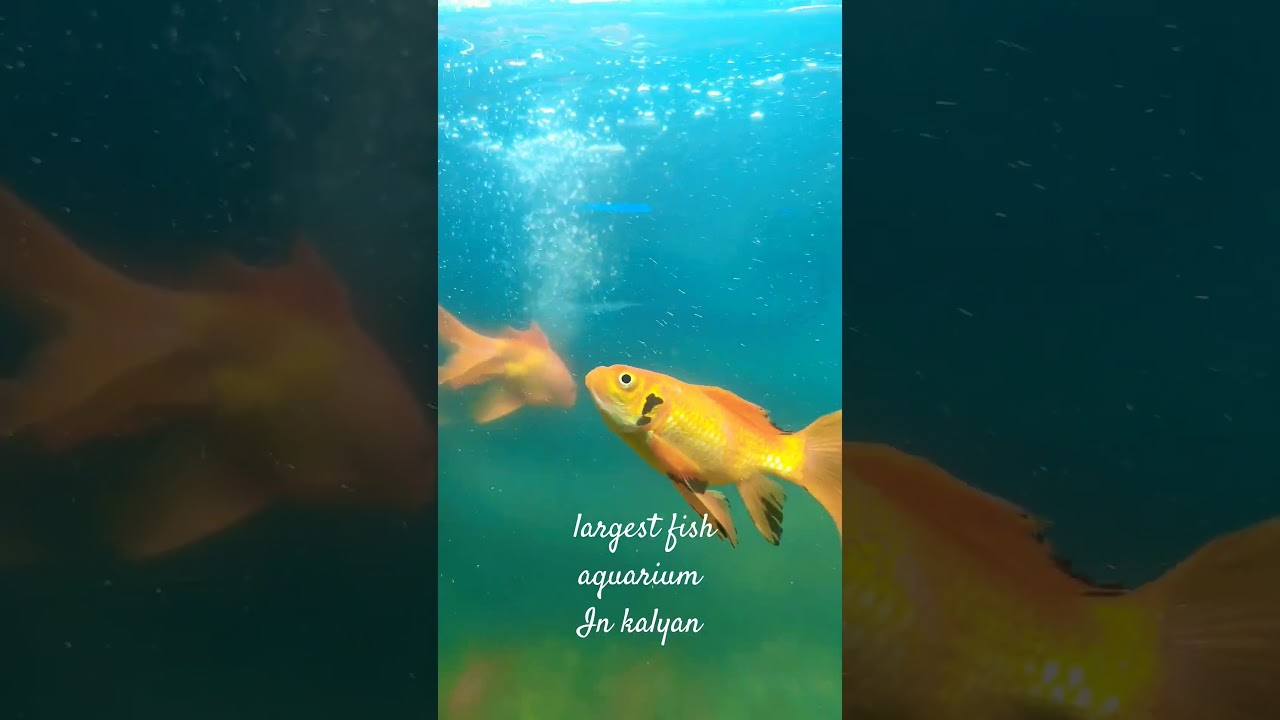 Kalyan fish aquarium 🐠