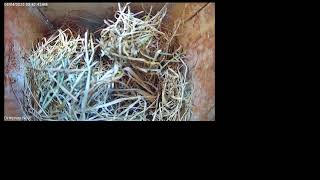 Tree Swallow Nest