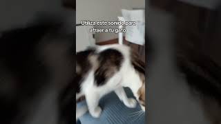 Utiliza este sonido para atraer a tu gato 🐈 #gatos Utiliza este sonido para atraer a tu gato 🐈 #gatos