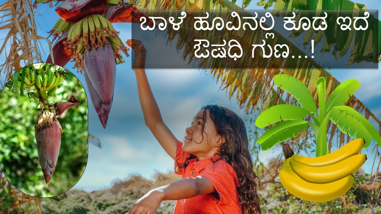 ಬಾಳೆ ಹೂವಿನಲ್ಲಿ ಕೂಡ ಇದೆ ಔಷಧಿ ಗುಣbanana flowerkannada health tips YouTube