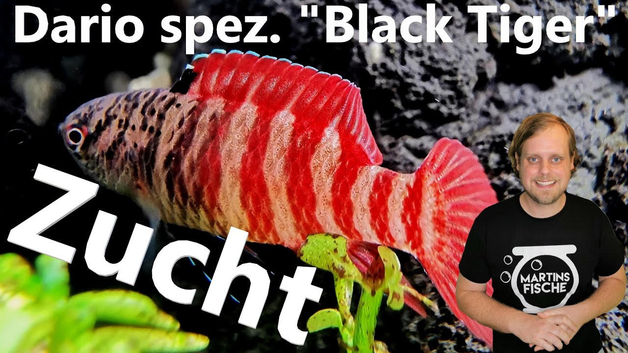 ZUCHTBERICHT Dario spez. 